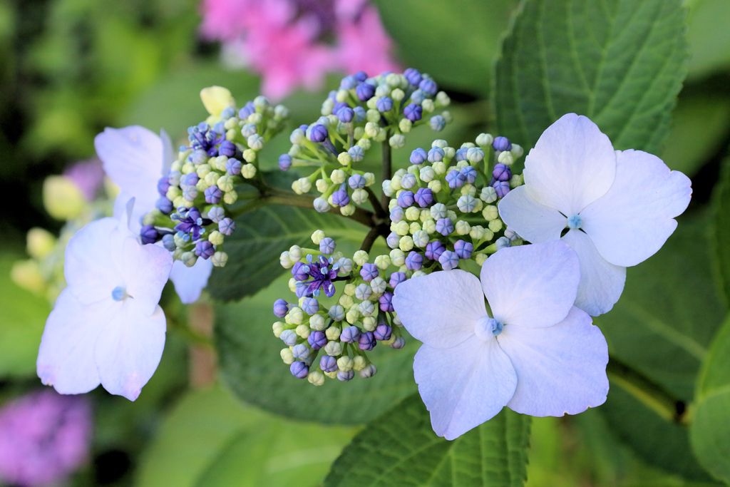 今年最後の紫陽花