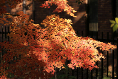 昭和記念公園　あけぼの口ちかくの紅葉