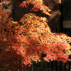 昭和記念公園　あけぼの口ちかくの紅葉