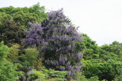 山藤