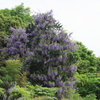 山藤