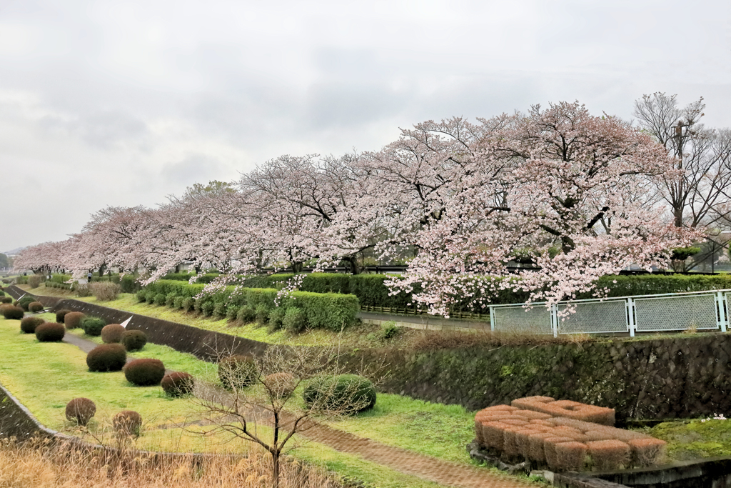 秦野市カルチャーパークの桜並木