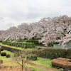 秦野市カルチャーパークの桜並木