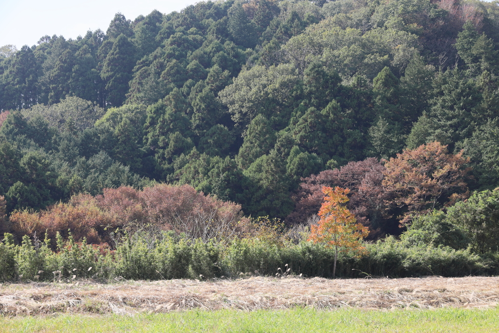 紅葉はまだまだ