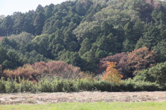 紅葉はまだまだ