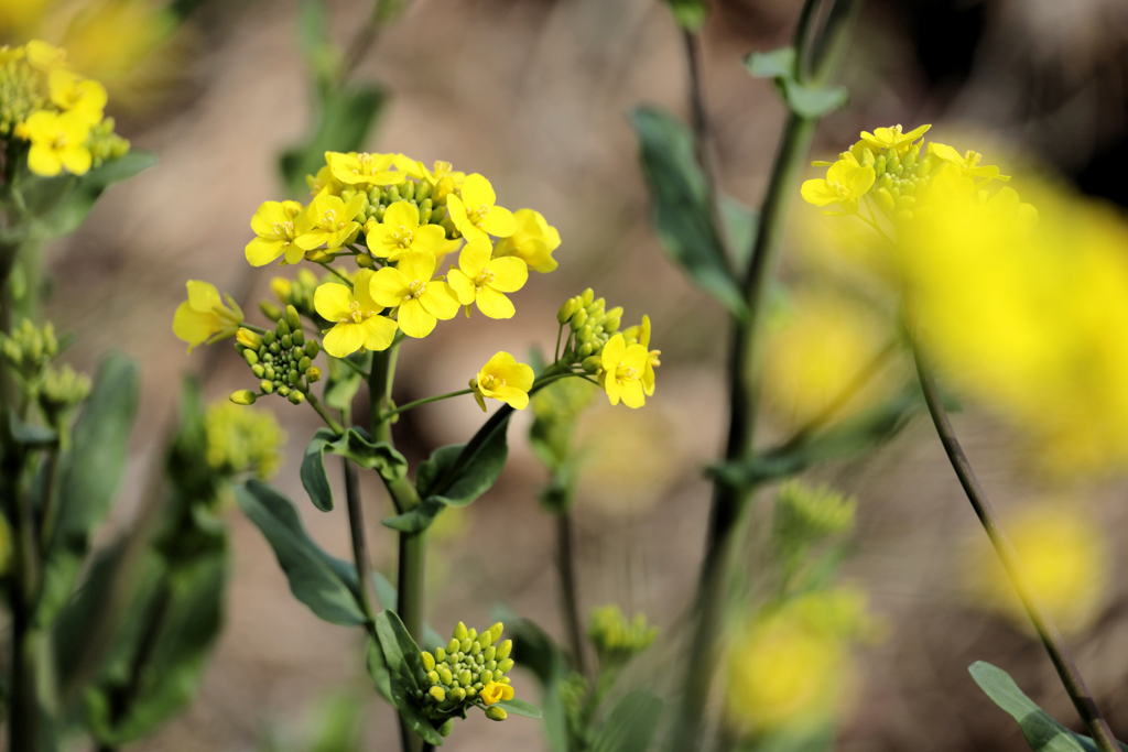 寄って菜の花
