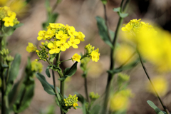 寄って菜の花