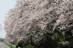 伊勢原下落合の歌川沿いの桜