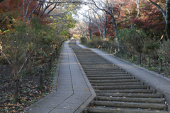 晩秋の弘法山　頂上への階段