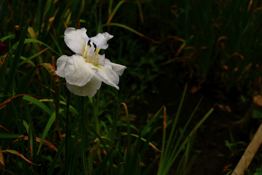 白い花菖蒲