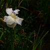 白い花菖蒲