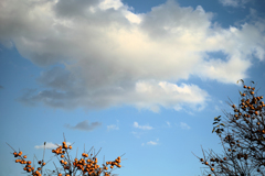 雲と柿