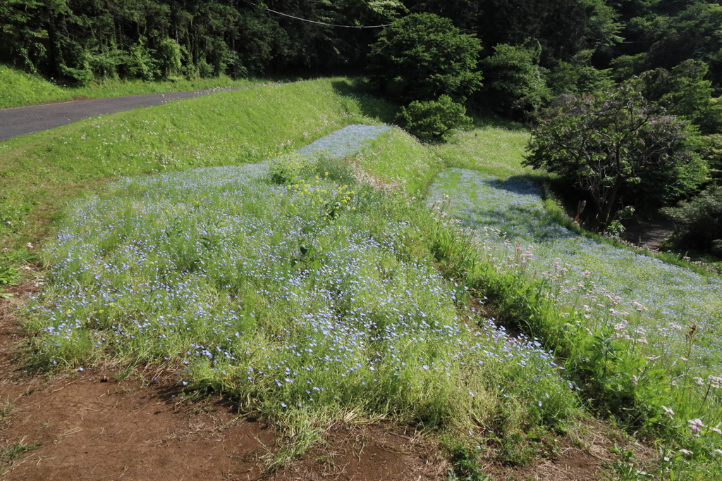 弘法山のネモフィラ畑