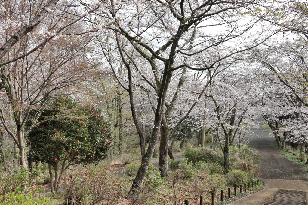 権現山の春