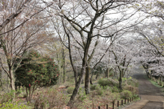 権現山の春