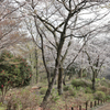 権現山の春