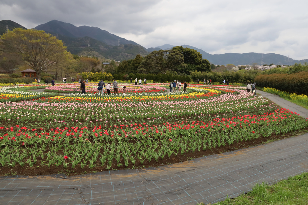 秦野戸川公園