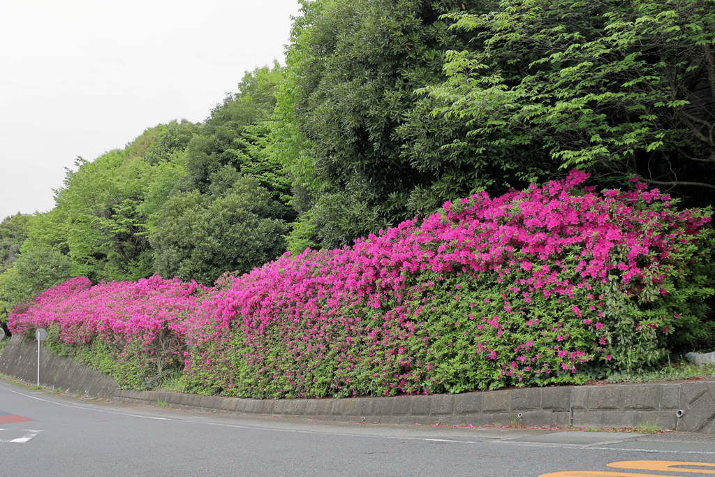 ツツジ満開