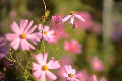 濃紅の秋桜