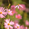濃紅の秋桜