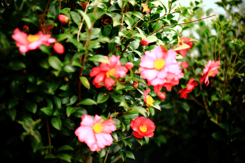 上向き加減の山茶花