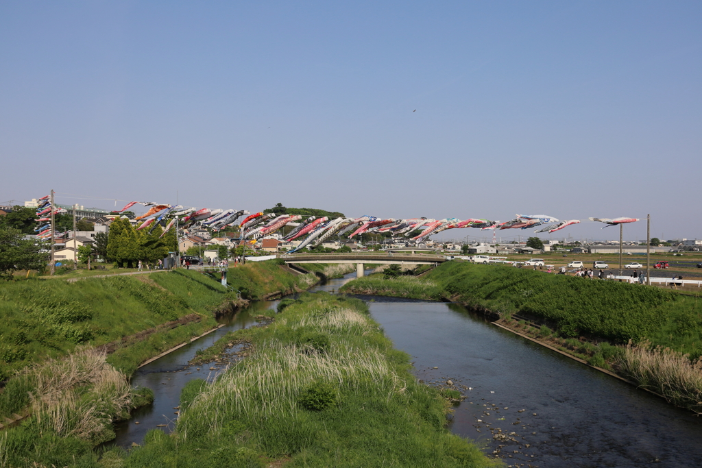 鈴川の鯉のぼり祭　上流側からの全景