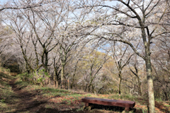 弘法山の春