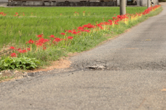 道沿いに