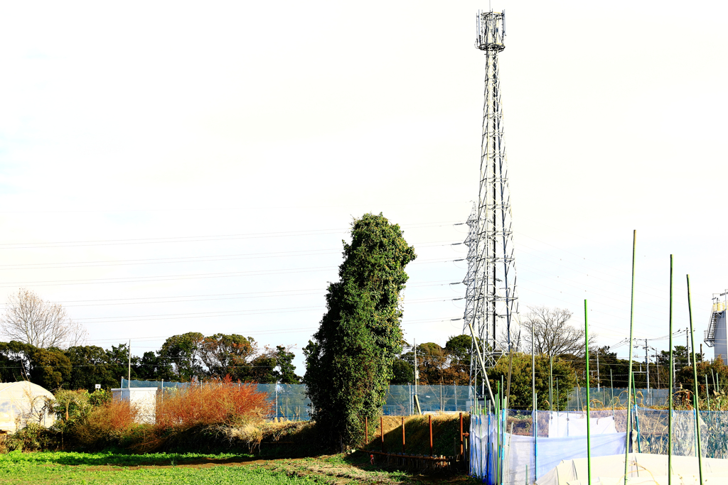 張り合って伸びるツル