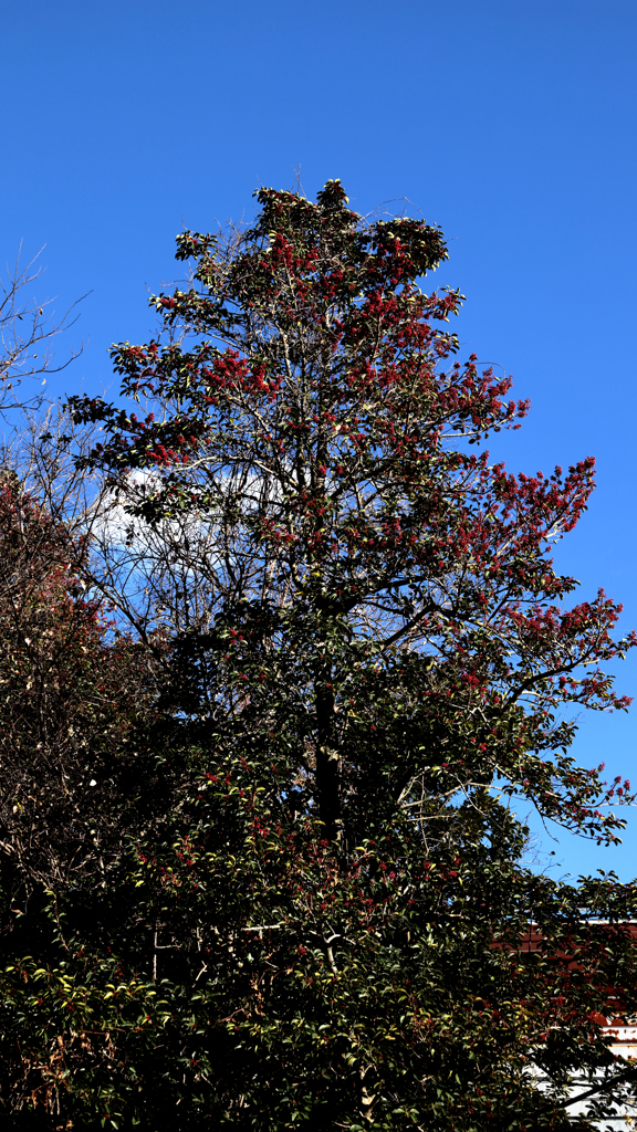 高速道路脇の赤い実