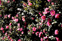 眩しい山茶花
