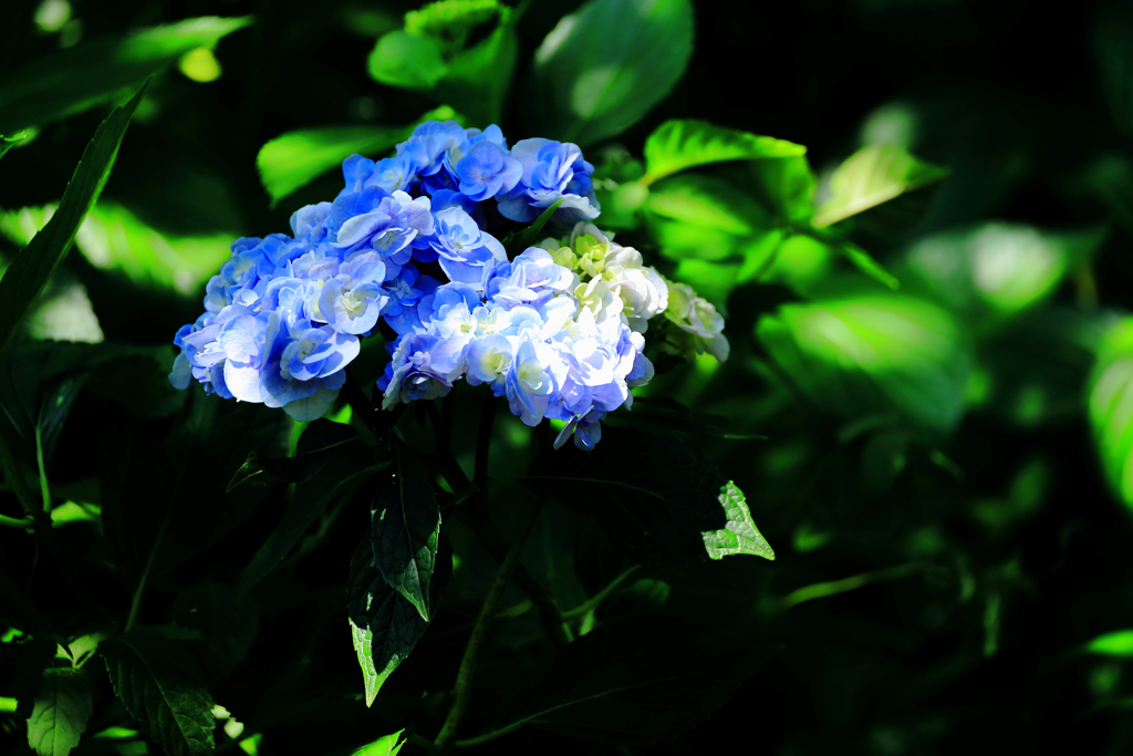 木漏れ日と紫陽花