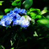 木漏れ日と紫陽花