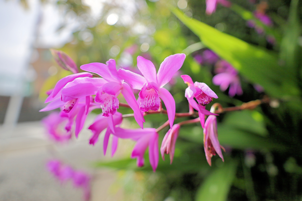 紫蘭（しらん）