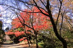 馬場道の紅葉