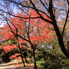 馬場道の紅葉