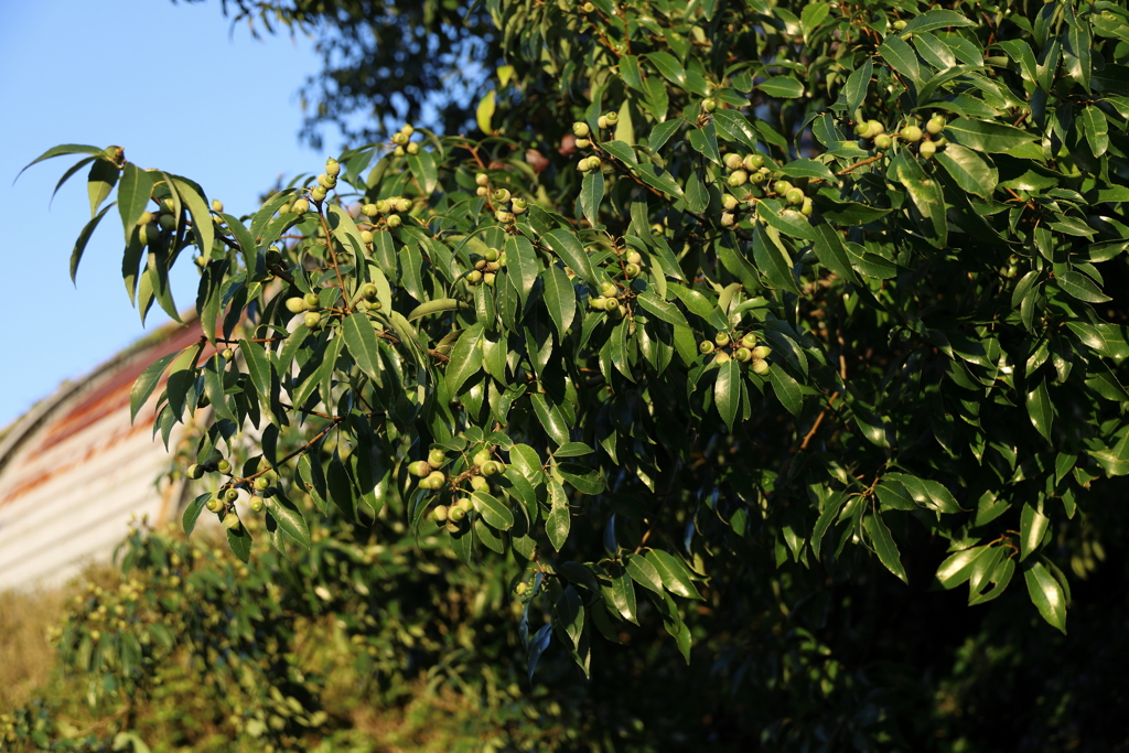 ドングリが実っていた