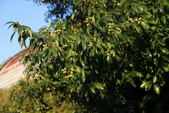 ドングリが実っていた