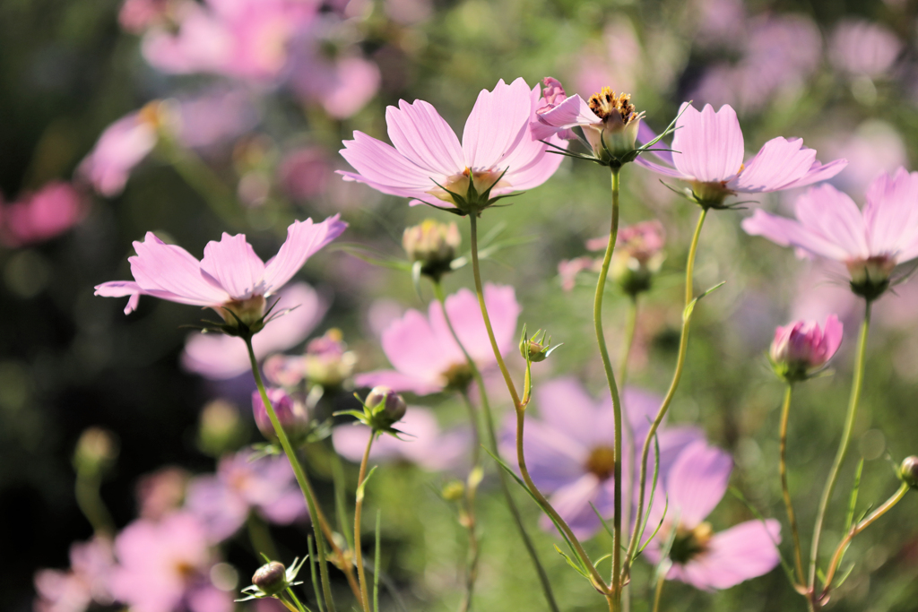 桃色の秋桜