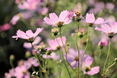 桃色の秋桜