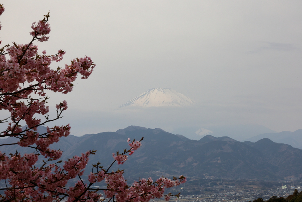 おおいゆめの里　河津桜と富士山