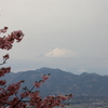 おおいゆめの里　河津桜と富士山