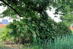 一輪だけ咲く紫陽花