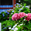 矢名薬師の紫陽花