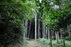 山奥の脇道の先