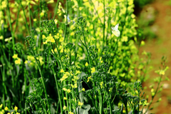 アブラナとモンシロチョウ