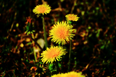 真っ直ぐに並んで