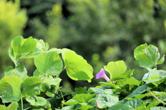 そんな中で朝顔