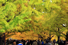 昭和記念公園の銀杏棚