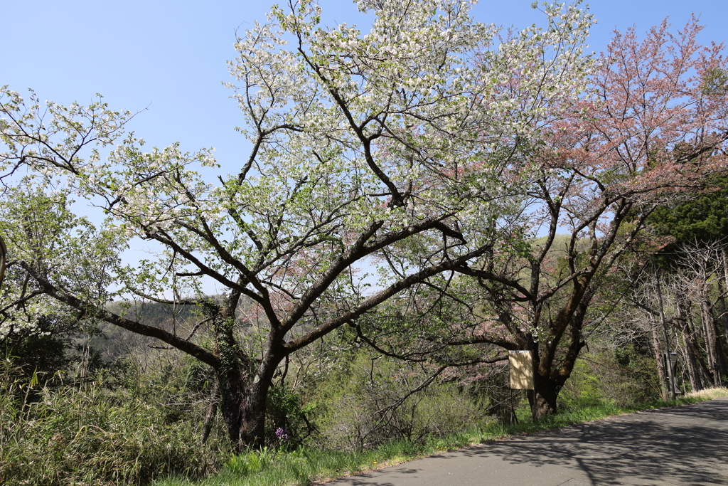 奥多摩へ向かう山道の桜　道ばた